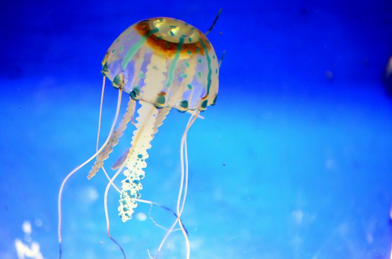 Ženu s chlapcem požahala smrtelně jedovatá medúza