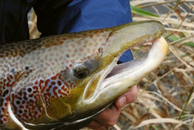 Větší ochrana pro lososy! Severočeský ÚS prodlužuje zákaz lovu v klíčovém úseku
