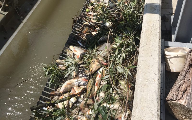 Otrávený Hron, den třetí: 5,3 tun uhynulých ryb, pokuta viníkovi až 4,2 miliony a nesnesitelný hnilobný zápach