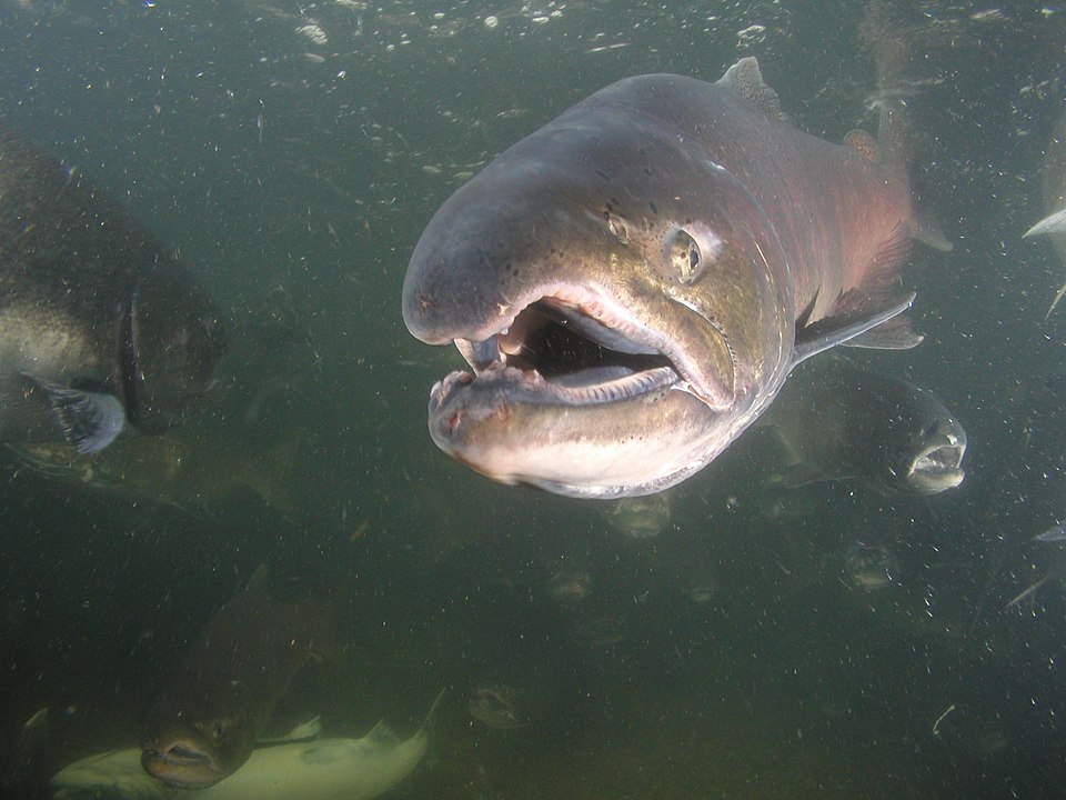 Těla pokryté lézemi, tisíce mrtvých lososů. Teplá voda amerických řek zabíjí ryby