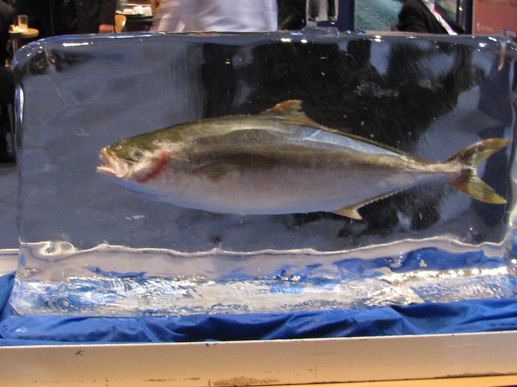 Chystají Japonci prodej živých zmražených ryb? Podívejte se sami!