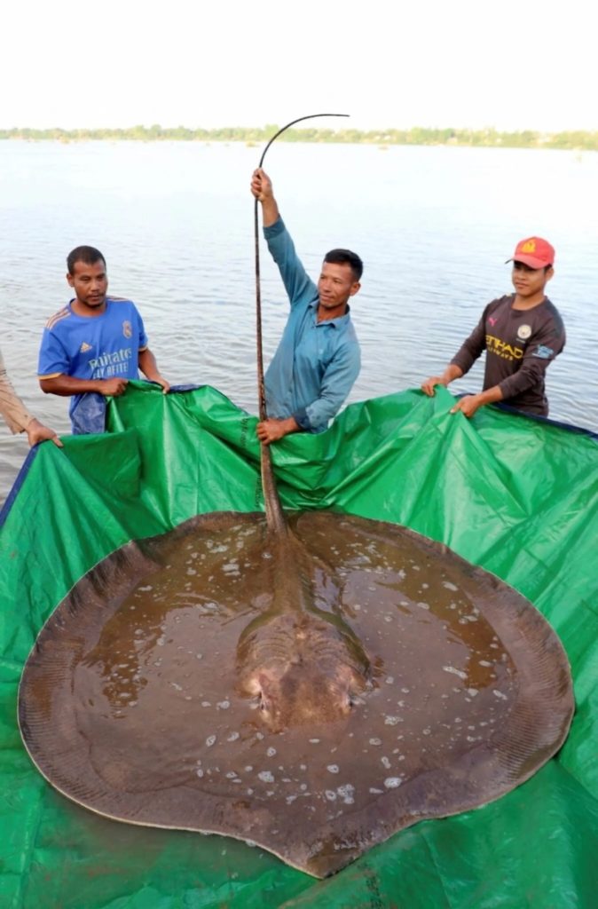 Obří ryba z Mekongu vážila skoro dva metráky, rybáři raději povolali vědce
