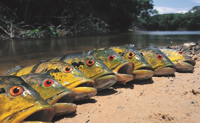 Květnové Rybářství: Za rybami Amazonie