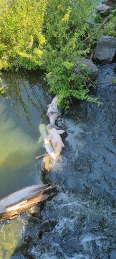 Masivní úhyn ryb na Dyji, den druhý: Je ohrožena i Novomlýnská nádrž?