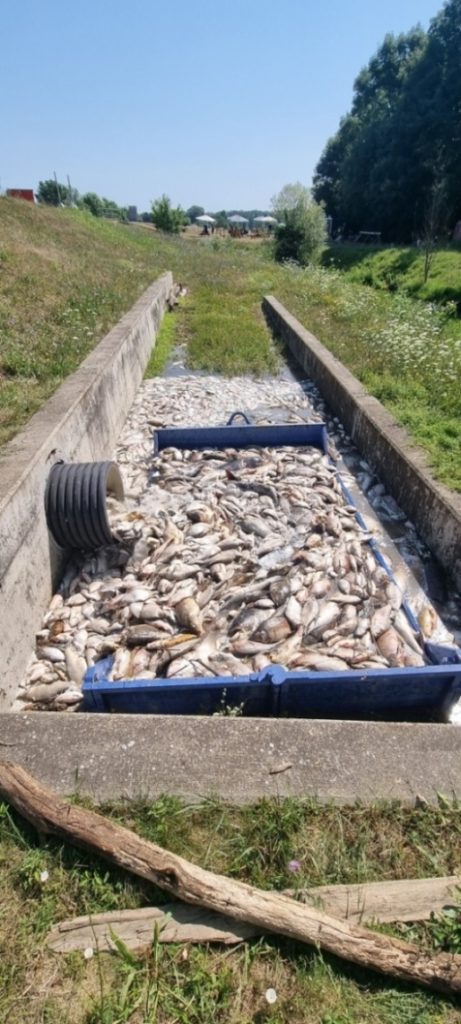 Výlov uhynulých ryb na Dyji skončil. Přijdou další katastrofy?