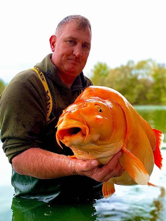 Brit chytil pravděpodobně největší zlatou rybu na světě, o které se tvrdilo, že je nepolapitelná