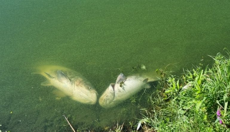V jezeře Sadská plavou mrtvé ryby. Co za úhynem stojí?