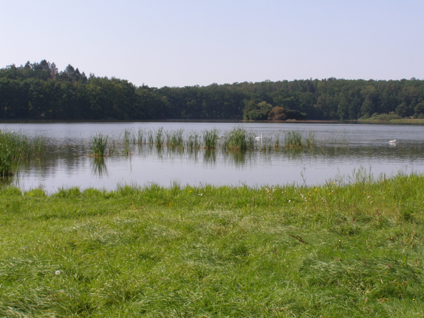 Učíme se ve Vodňanech: Jak stanovit obsádku kapra do chovných rybníků