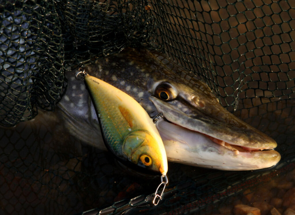 Rybaření vesele i vážně: „Štiku není problém chytit, jen musí mít chuť žrát…“