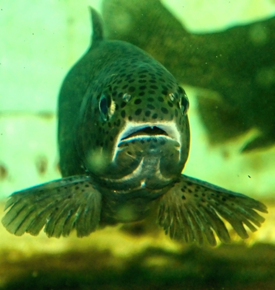 Jak ryby přijímají potravu