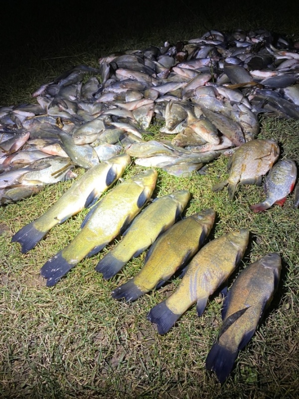 Úhyn ryb na Radbuze: Kvůli kormoránům nám denně mizí z revíru 750 kg ryb, tvrdí hospodář