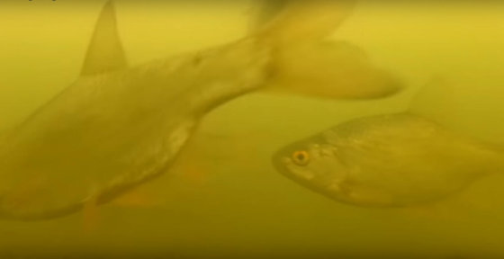 Video: podvodní záběry na jezeře