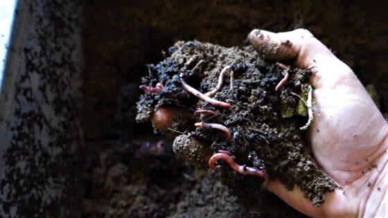 Video: Jak chovat hnojní žížaly