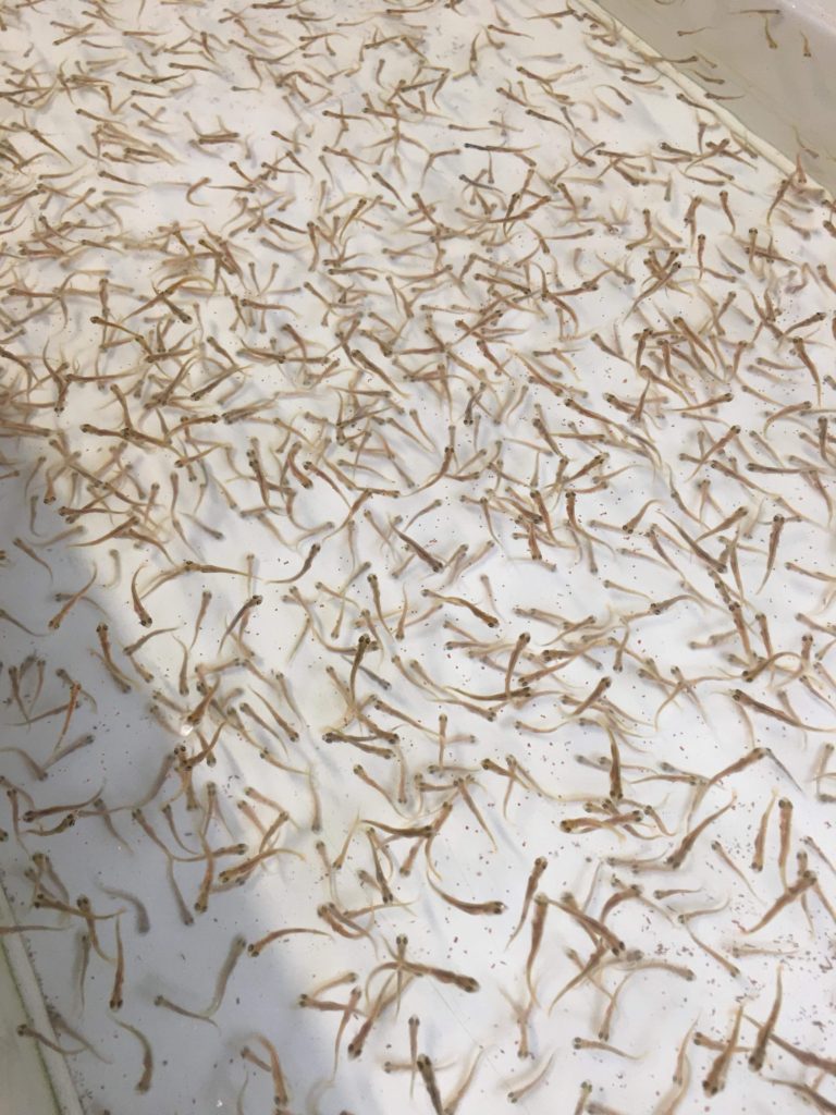 Odchov lososovitých ryb na našem RZ v Dašicích