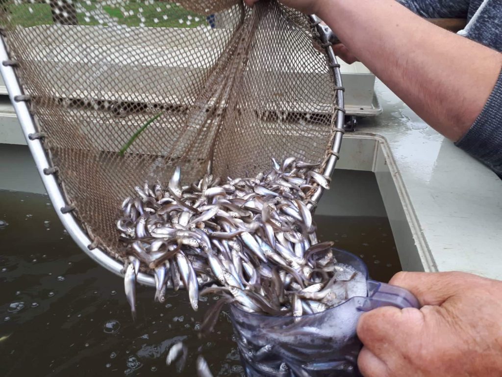 Vysazení říčních druhů ryb do řeky Labe a Loučné