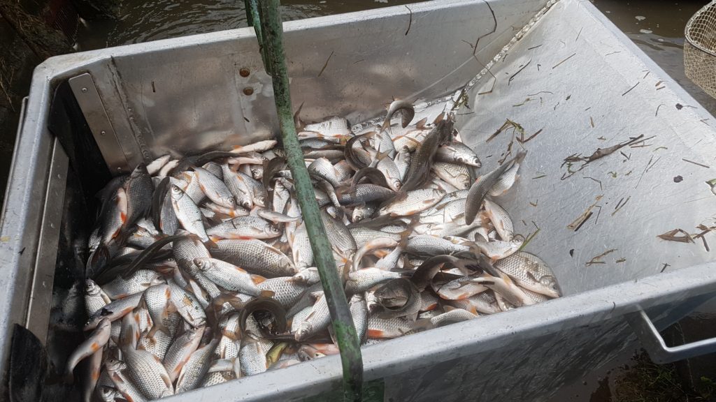 Vysazení netříděné bílé ryby