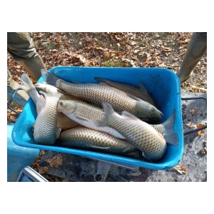Čáslavští rybáři zarybnili své revíry