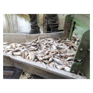 Bělští rybáři vysadili kapry a bílou rybu