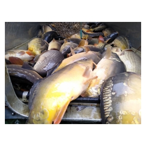 Nymburští rybáři nasadili do Labe 3 000 kg kaprů
