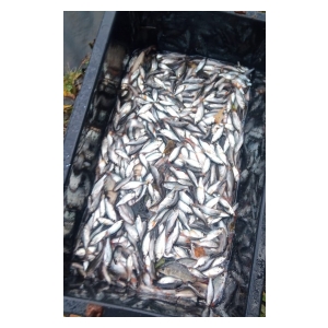 Dnes bylo vysazeno 1 500 kg bílé ryby
