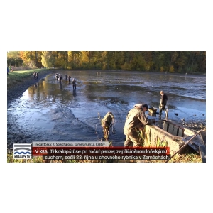 VIDEO: Rybáři z Kralup slovili rybník Zeměchy