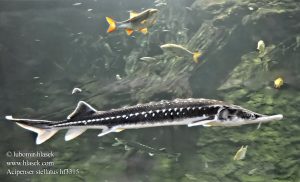 acipenser_stellatus_f3315-2