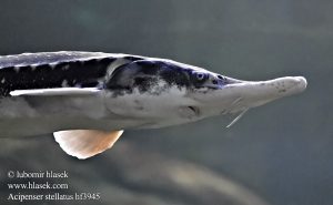 acipenser_stellatus_f3845-2
