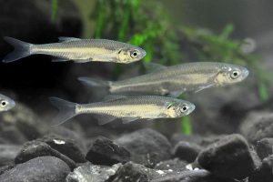 Slunka