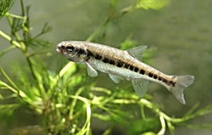 Střevle