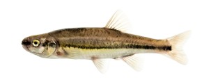 Střevle