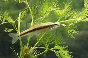 Minnow,