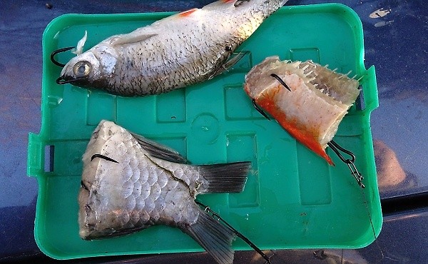 Chytání na mrtvé ryby - návazce na candáta