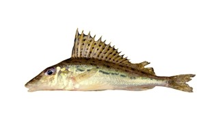 Ježdík