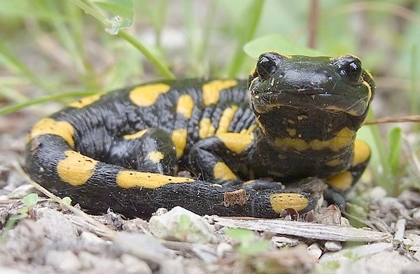 Mlok skvrnitý (Salamandra slamandra)