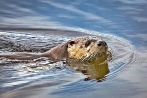 river-otter-vydra-ricni2