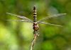 greater-crimson-glider-dragonfly-vazka-6