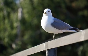 Racek