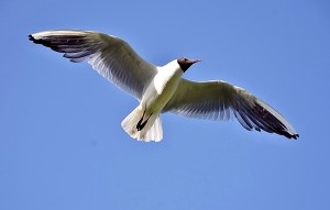Racek