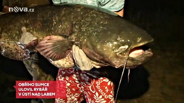 Obří sumec z Labe