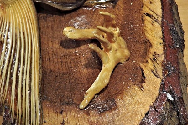 Požerákové kosti - amur bílý