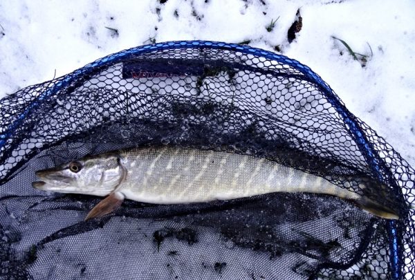 Prosincová přívlač, aneb lov dravců v ledové vodě - štika chycená 20 prosince 2016 - bílá guma