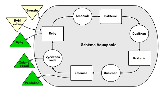 Schéma aquaponie
