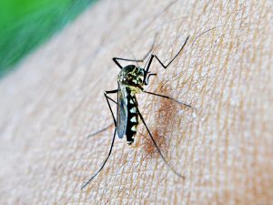 mosquito-komár-repelent