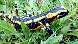 salamander-mlok